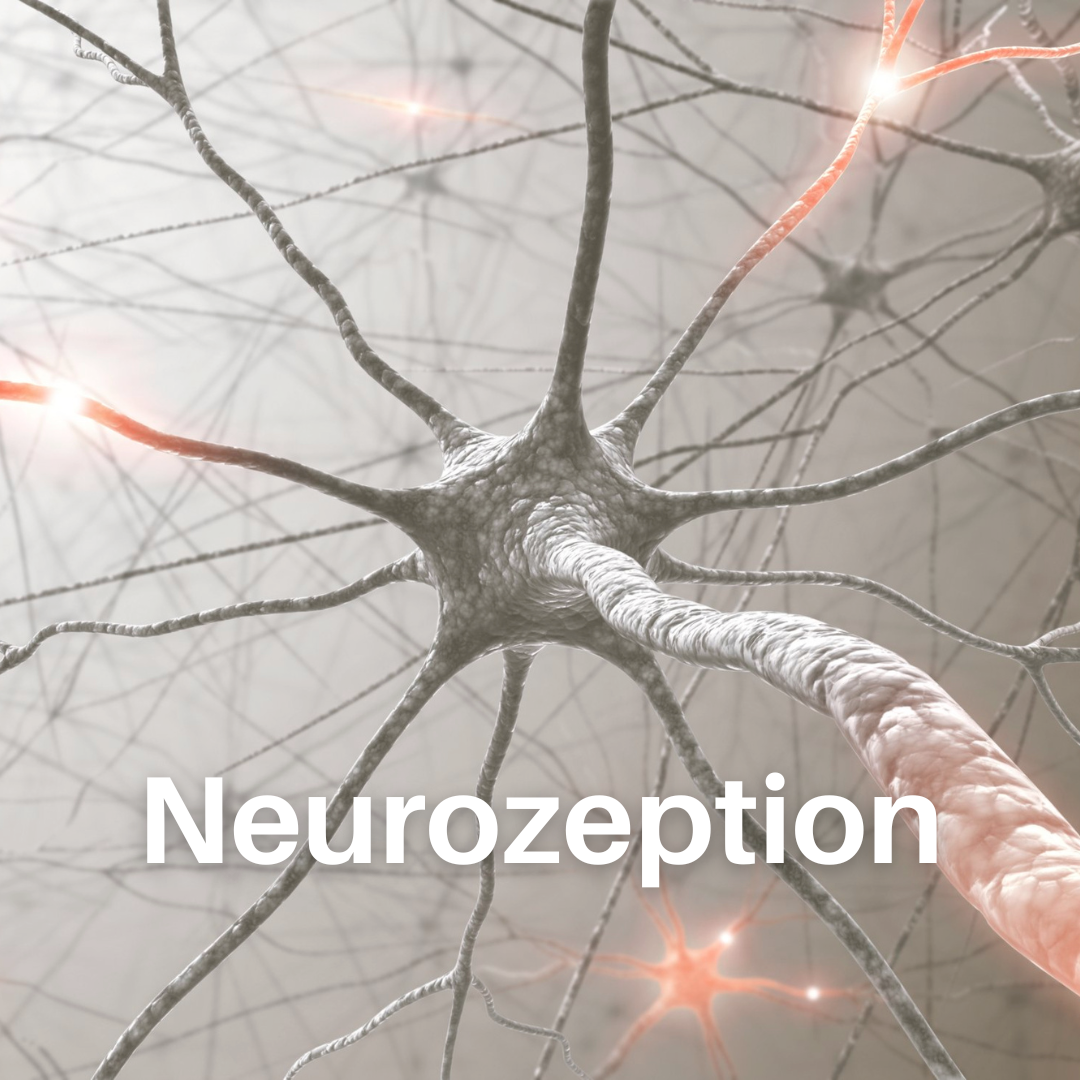 Neurozeption - das Bild zeigt ein Nervengeflecht